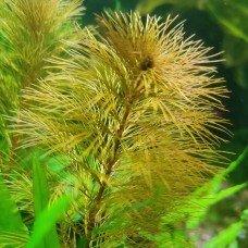 Перистолистник Рорайма – яскравий акцент для вашого акваріума! 